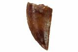 Serrated, Raptor Tooth - Real Dinosaur Tooth #101786-1